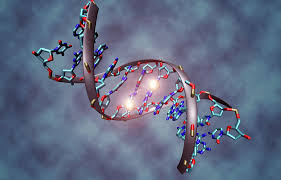 The seldom mentioned factor in Covid 19; Neanderthal DNA, or: How much you got?